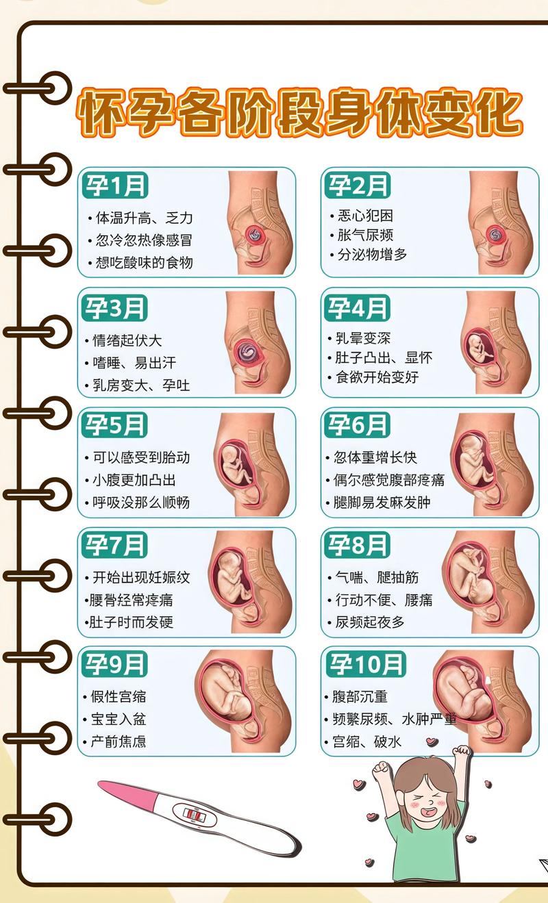 揭秘供卵代孕妈妈怀孕小腹分两节，孕期变化的奥秘广州代生机构: